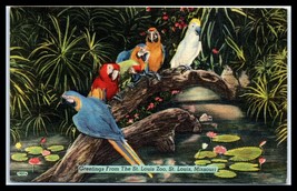 MISSOURI Postcard - St Louis Zoo, Parrots, Macaws, Birds G13  - £3.17 GBP