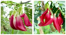 10 Seeds Sesbania grandiflora Vegetable Hummingbird Agati Baby boots - £15.17 GBP