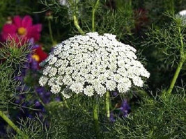 200 Bishops Flower Ammi Majus False Queen Annes Lace Seeds *From US  - $8.35