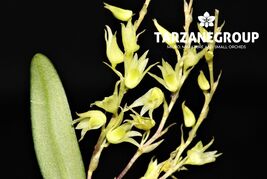 DENDROBIUM PERPAULUM MINIATURE ORCHID POTTED - $614.49 MXN