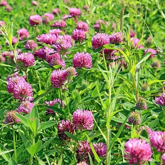 CLK 1100 Sprouting Red Clover Cover Crop Seeds | NON-GMO | Heirloom | Fr... - $6.39