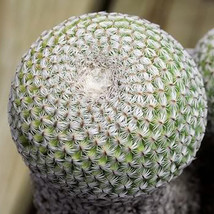 5 Of Cactus seeds Mammillaria solisioides - $11.37