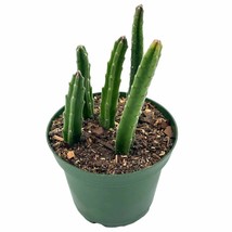 Stapelia Similis, Similar Stapelia, 4 inch pot, Black Starfish - £14.87 GBP