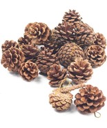 JOHOUSE 18 PCS Natural Pine Cones, Christmas Rustic Pinecones Fall - $4.35