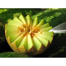 Rocky Ford Melon  10 Seeds  Garden Beautiful USA SELLER - £6.54 GBP