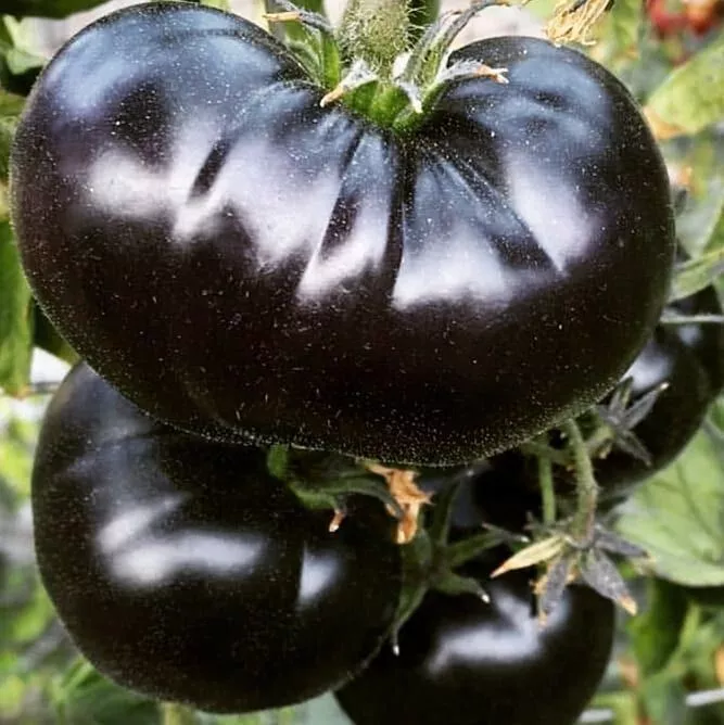 BPASTORE 120 Black Sea Man Tomato Heirloom Organic Seeds Online - £7.37 GBP