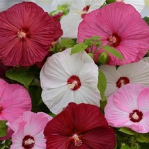 Fast Ship USA Seller 15 Hibiscus Seeds Luna Mix Hardy Hibiscus Perennial Seeds G - £21.79 GBP