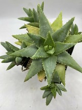Rooted Live Plant Aloe Brevifolia Cluster Blue Red Dwarf And Clumping - $36.40