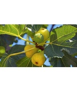 100 Yellow Long Neck Fig Seeds - €8,67 EUR