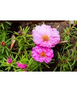 SMX 40 Sundial Peppermint Portulaca Grandiflora Moss Rose Pink Streaked ... - $11.13