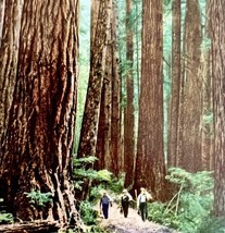 Redwoods State Forest Washington Postcard Bunyan c1960-70s Armed Forces ... - $19.99