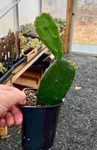 Cactus Prickly Pear Opuntia 4&quot; Pot Live Plant - £7.90 GBP