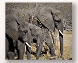 Elephant Print Wall Plaque 28&quot; Stretched Canvas Grey Color Photo Close Up - £34.88 GBP