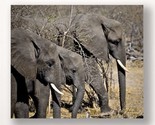 Elephant Print Wall Plaque 28&quot; Stretched Canvas Grey Color Photo Close Up - $44.54