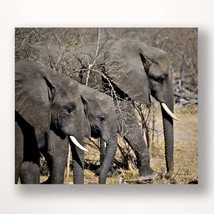 Elephant Print Wall Plaque 28&quot; Stretched Canvas Grey Color Photo Close Up - $44.54