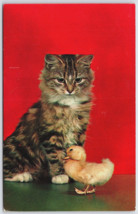 Fluffy Cat Kitten With Baby Duckling Vintage Postcard - $4.69