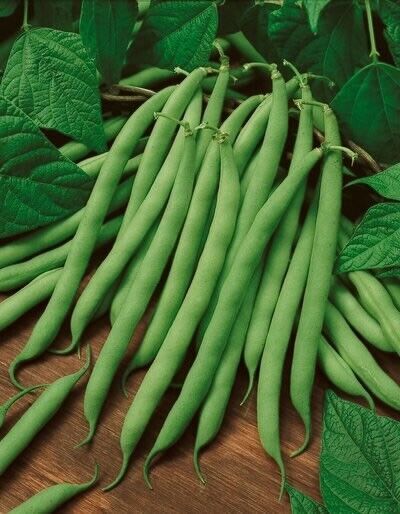 SEPTH 10 Seeds Bush Blue Lake 274 Beans Heirloom Green String Non GMO Cl... - $2.54