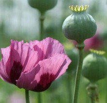 Indian Import Purple Poppy Flower Excellent Germination Rare Seeds - £15.89 GBP