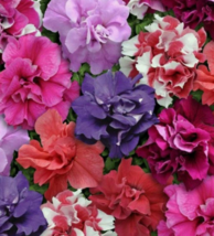 50 Pc Seeds Double Mix Petunia Containers Flower Seeds for Planting | RK - £15.10 GBP