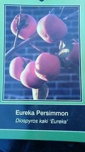 Eureka Persimmon 4&#39;-6&#39; Fruit Tree Plants Trees Grow Sweet Juicy Persimmons USA - £111.20 GBP