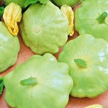 USA SELLER Squash Scallop Benning’s Green Tint Seeds - £9.76 GBP