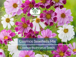 200 Seeds Cosmos Seashells Mix, Tubular Flowers, Rare AAS Winner, Non-GM... - $14.92 CAD