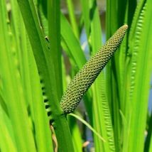 Live Plant Sweet Flag Plant Acorus Calamus Bare Root - £21.26 GBP