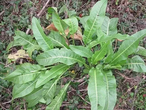 Curly Dock - Yellow Dock - Rumex crispus - Live Plant - Organically grown - $25.00