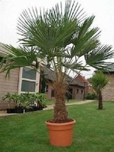 Grow In US 10_Seeds Trachycarpus fortunei Chinese Windmill Palm Chusan - £19.22 GBP