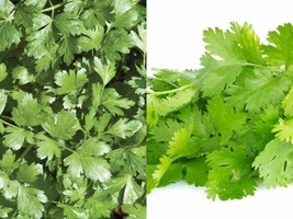 100+ Seeds Cilantro Coriander Herb Mexican Spice NON-GMO - £10.43 GBP