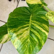 FROM US Large Plant Giant Pothos Golden Variegated TP15 - £44.93 GBP