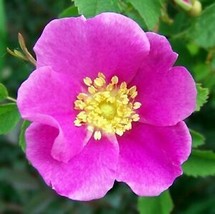15 Pcs Woods Rose Flower Seeds #MNHG - $14.50