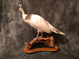 Pied Peacock Hen Taxidermy Mount Bird - £1,914.04 GBP