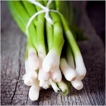 Tokyo Long White Bunching Onion Seeds Scallions Fresh Fast Shipping - $3.78