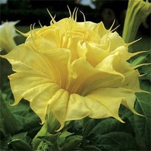 10 Golden Quee Angel Trumpet Seeds Flowers Flower Brugmansia Datura 649 Gardenin - $15.00