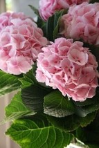 Light Pink Hydrangea Seeds Perennial Hardy Garden Shrub Flower Bush 5 Seed - £4.73 GBP