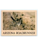Arizona Roadrunner Clown of the Desert AZ Postcard - $7.00
