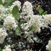 20 White Snowbrush Ceanothus Velutinus Aka Mountain Balm Or Buckbrush Na... - $279.68 MXN