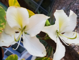 5 Pc Seeds Bauhinia Variegata Candida Flower, Variegated Orchid Seeds | RK - £19.83 GBP