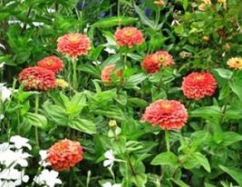 Zinnia- Salmon Queen- 100 Seeds Tera Store - $5.99