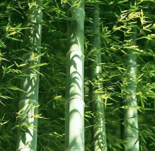 50 Seeds Giant Moso Bamboo Bonsais For Plant Best Organic Garden USA Shipping - $6.90