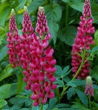 25 pcs Magenta Lupine Seed Flower Perennial Hardy Flowers Seed - £10.00 GBP