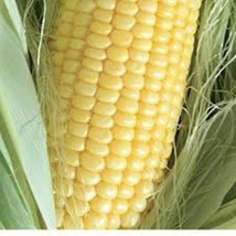 HGBO Corn Seed Golden Bantam Sweet Corn Heirloom Non Gmo 50 Seeds  From US - £6.59 GBP