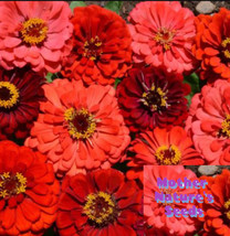 100 Seeds Zinnia Berry Tart Mix Fiery Vibrant Blooms Hummingbirds Butterflies - £7.79 GBP