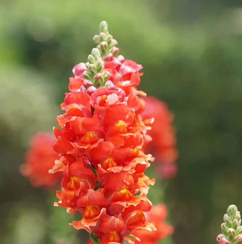 1000 Seeds Snapdragon Orange Flowers Seeds Non-GMO - $5.99