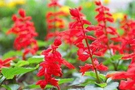 Septh Sage Red Scarlet Salvia Annual, Perennial Hummingbird Flowers Non-GMO 300 - $6.37