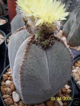 Astrophytum cuadricostatum exotic flowering cacti rare cactus aloe seed ... - $13.99
