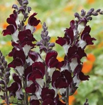 100 Snapdragon Night And Day Seeds New Fresh Seeds USA - $9.28