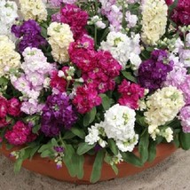 40+ Cinderella Mix Stock Flower Seeds Scented Annual - $9.94