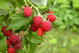  Boyne Early Season Red Raspberry - Potted Plants  - $18.76+